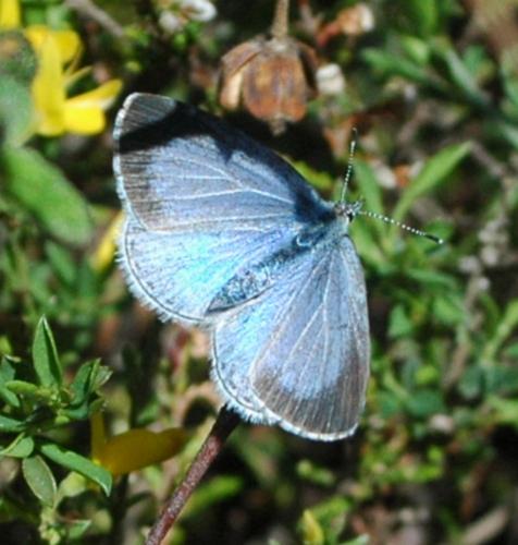 Réf. 248 395 : Celastrina argiolus